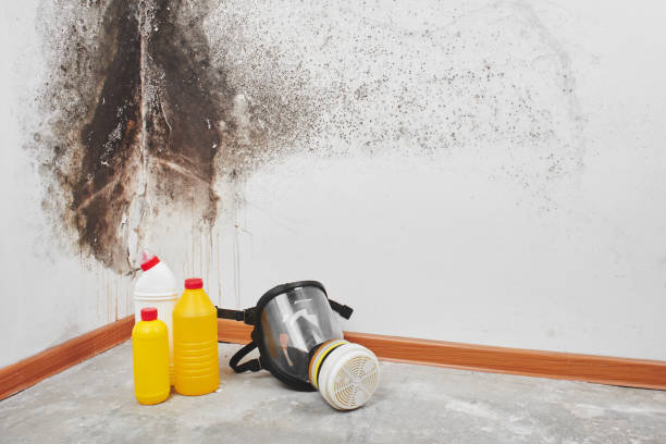 Best Crawl Space Mold Remediation in East Camden, SC