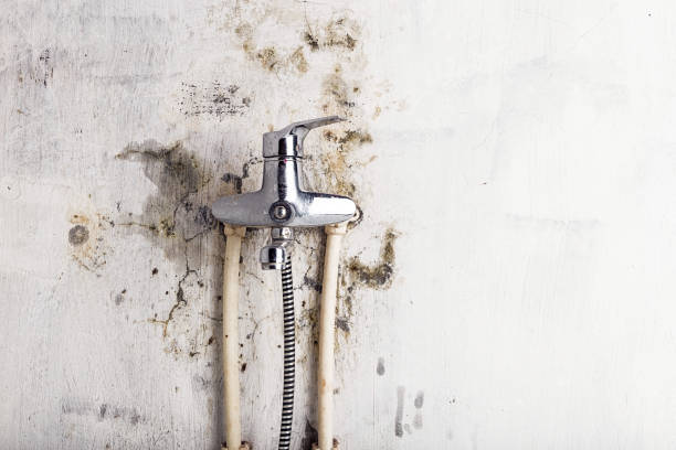 Best Localized Mold Remediation (e.g., coastal areas, humid climates) in East Camden, SC