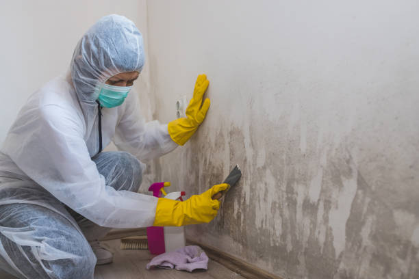 Best Kitchen Mold Remediation in East Camden, SC