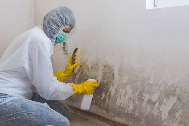 Best Residential Mold Remediation in East Camden, SC