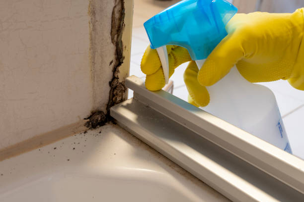 Best Commercial Mold Remediation in East Camden, SC
