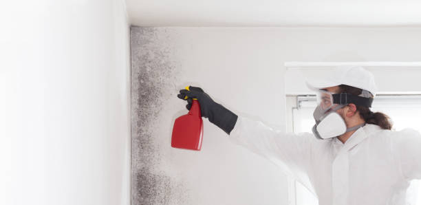 Best Insurance-Related Mold Remediation in East Camden, SC