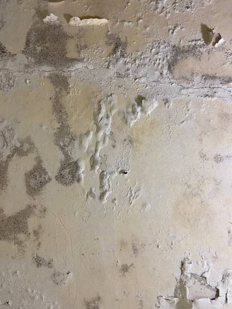 Best Mold Testing and Inspection Services in East Camden, SC