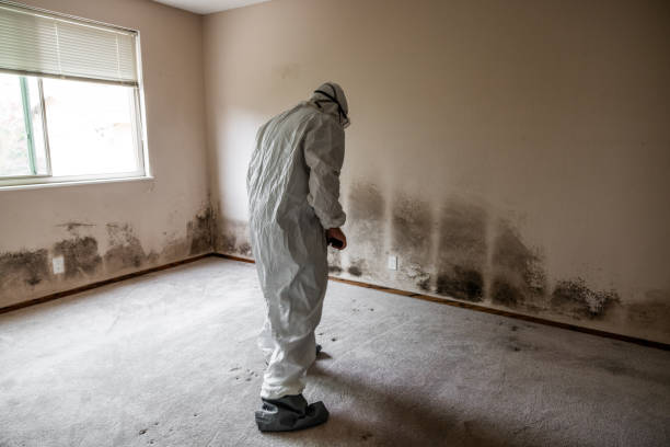 Best DIY Mold Remediation Support Services in East Camden, SC