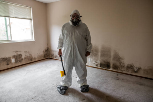 Professional Mold Remediation in East Camden, SC